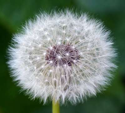 蒲公英 蒲公英种子 野花 自然 植物群 春天 植物