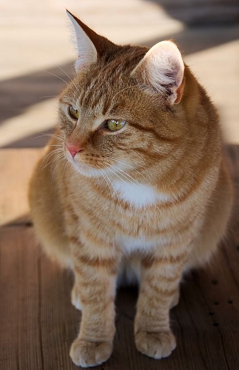 猫 宠物 动物 虎斑猫 国内的猫 猫科动物 哺乳动物 可爱的