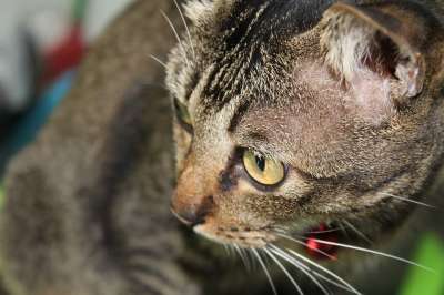 虎斑猫 灰老虎 猫品种 老猫 猫科动物 国内的 宠物 肖像