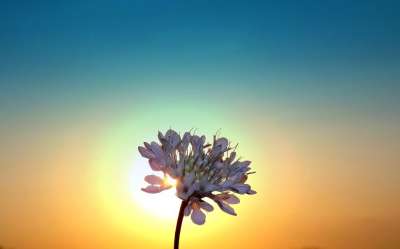 日落 轮廓 起来 花 太阳 天堂