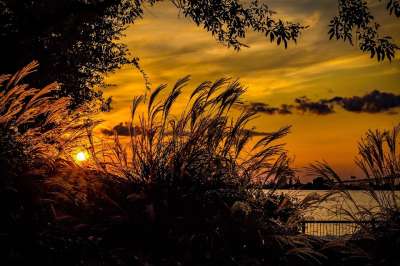日落 水 橙色的 夏天 太阳 天空 景观 晚上 云 湖 热带
