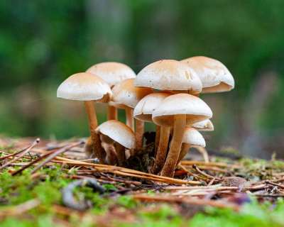 蘑菇 落下 森林 自然 苔藓 宏 森林蘑菇 关闭 绿色 收集