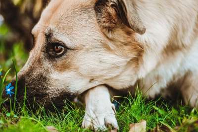 狗 宠物 犬类 动物 毛皮 鼻子 哺乳动物 狗肖像 动物世界