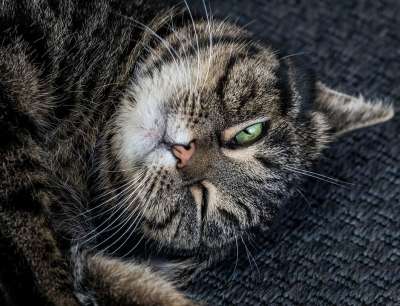 猫 哺乳动物 动物 野生动物 鲭鱼 家猫 脸