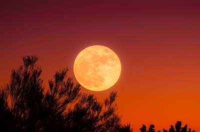 满月 天空 夜晚 日落 黄昏 晚上 辉光 美丽的 树木 剪影