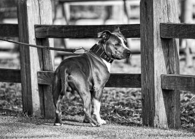 狗 动物 哺乳动物 犬类 宠物 国内的 梗犬 品种 常设