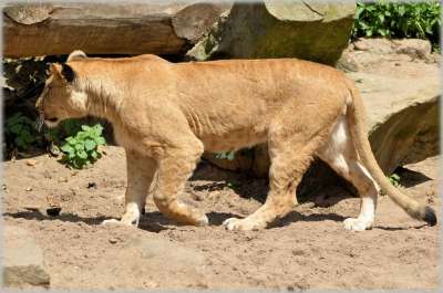 狮子 母狮 野生动物 猎人 动物 动物园 Artis 阿姆斯特丹