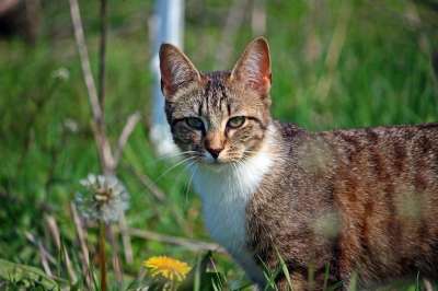 猫 小猫 鲭鱼 虎猫 猫宝宝 家猫 年轻的猫 大花猫