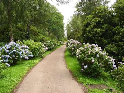 诺福克 英国 大英 绣球花 花朵 植物 小路 车道 树木 自然