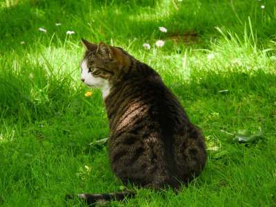 猫 家畜 猫眼 可爱的猫咪 动物 鲭鱼 黑白猫 捕食者 哺乳动物