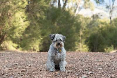 Schnoodle 狗 犬类 宠物 动物 毛茸茸 邋遢 可爱的