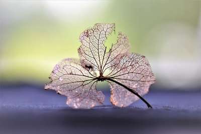 干花 干的 自然 花 植物 关闭 宏 秋天的 干树叶 枯萎的花