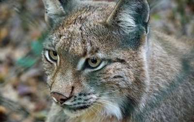 猞猁 手表 猫 动物 野猫 危险的 大猫