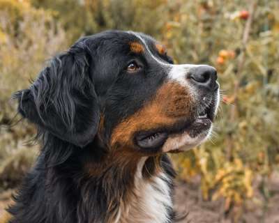 狗 伯恩山犬 伯尔尼 犬类 哺乳动物 动物 可爱的 肖像