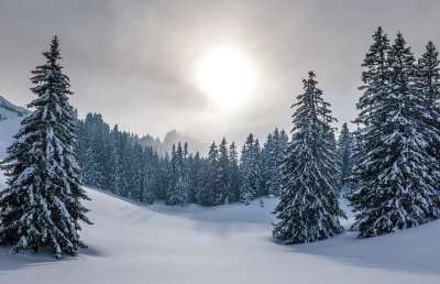 冬天 山 雪 景观 自然 阿尔卑斯山 风景秀丽的 瑞士 树木