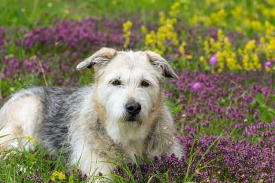 狗 宠物 花草甸 肖像 牧羊犬 小猎犬 动物 家养的狗