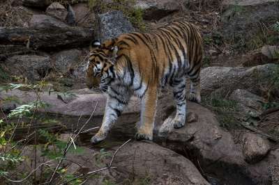 老虎 动物园 捕食者 猫 野生动物 危险的 食肉动物
