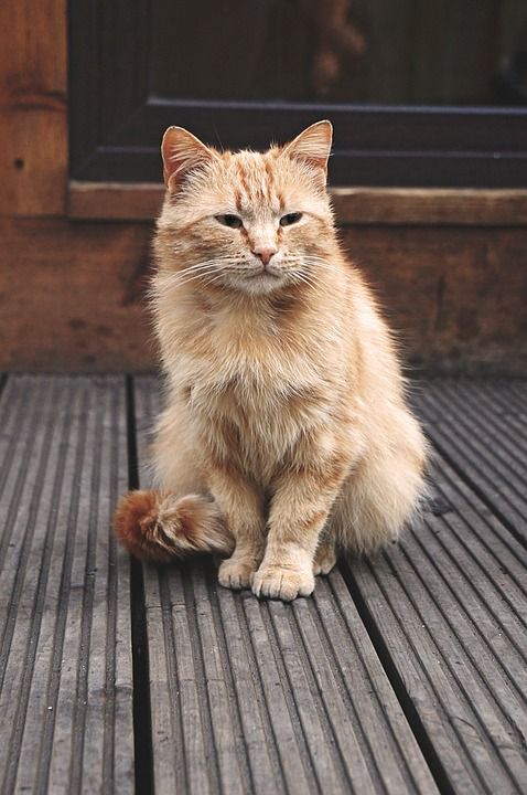 猫 动物 户外 流浪猫 猫科动物 宠物 无家可归的猫