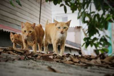 猫 走 三 布朗走