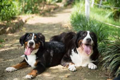 动物 狗 伯恩山犬
