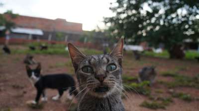 猫 小狗 猫科动物 小猫 可爱的 动物