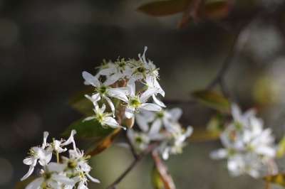 花 花朵 性质 弹簧 背景 蓝色 白色 绿色的 工厂 蒲公英