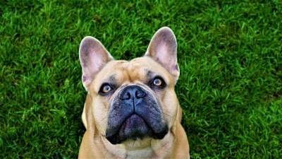 背景 法国斗牛犬 草 绿色 浅褐色的 狗 眼睛 琥珀色 脸