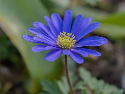花 花瓣 花园 春天
