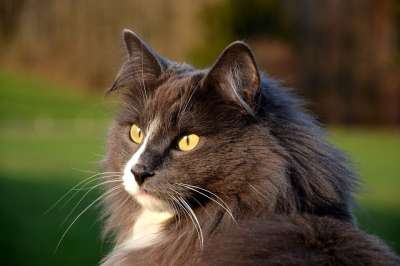 猫 人像拍摄 细心 家畜 好奇心 户外 Katzenkopf