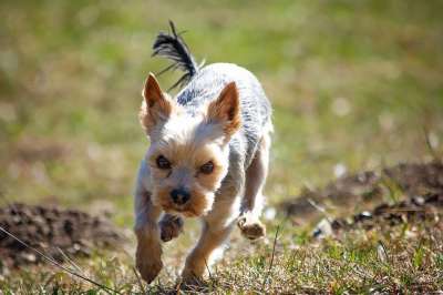 狗 户外 草地 Yorki 梗犬 动物 家畜 春天 移动 跑步