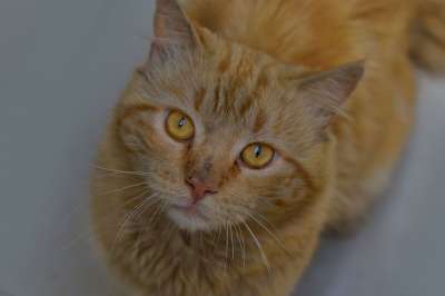 猫 猫科动物 可爱