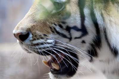 老虎 头 牙齿 动物 哺乳动物 大猫 野生动物 捕食者 特写