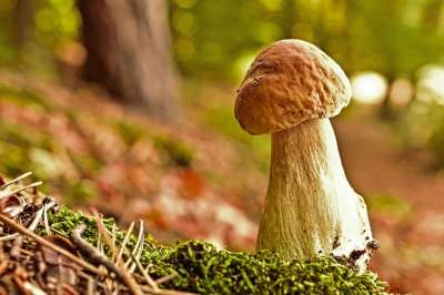 蘑菇 食用菌 管蘑菇 食用 森林 落下 自然 苔藓 收集