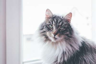 猫 动物 宠物 毛皮 窗格 窗户 室内 散景 模糊