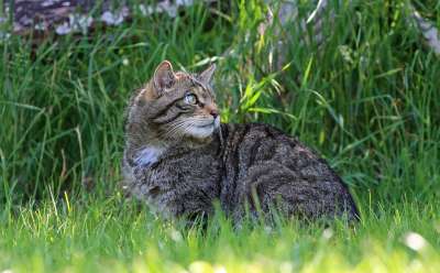 猫 基蒂 苏格兰野生猫 荒野 虎斑猫 草 绿色 自然 肖像