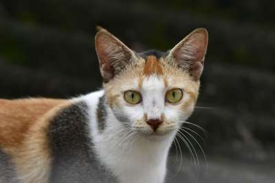 猫 宠物 猫科动物 动物 毛皮 基蒂 国内的 国内的猫 猫肖像