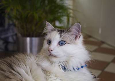 猫 眼睛 猫科动物 驯化 肖像 毛皮