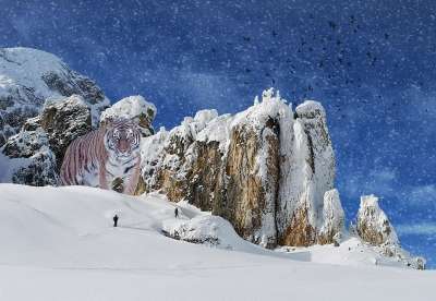 老虎 滑雪者 Sci 雪 动物 捕食者 岩石 山 阿尔卑斯山