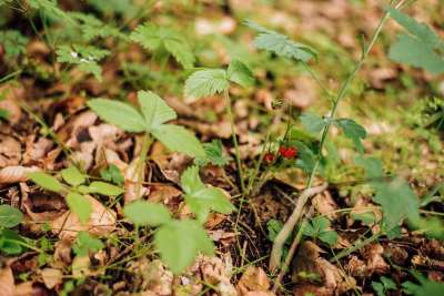 草莓 森林 野果 林果 工厂的草莓 甜美的果实 红果实 成熟