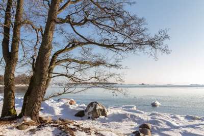 木头 自然 冬天 景观 雪 寒冷的 霜 沿海 海滨 冰