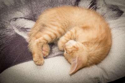 猫 小猫 宠物 年轻的猫 家猫 可爱的 红猫 动物