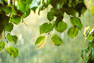 雨 树叶 树 湿的 滴 水滴 自然 水 大雨 水坑 雨伞
