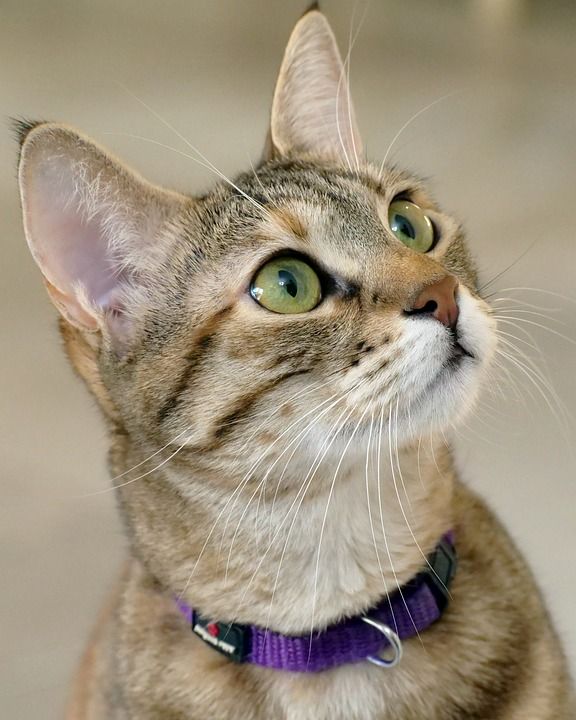 猫 可爱的 肖像 哺乳动物 宠物 动物 小猫 眼睛 凝视 看着