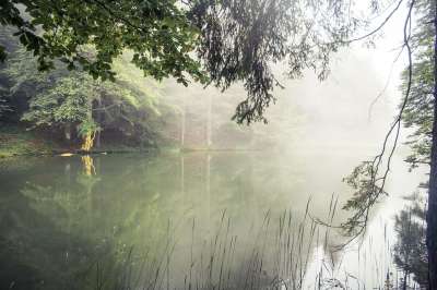 多雾路段 湖 水 反射 雾 森林 树 山毛榉 芦苇 安静
