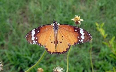 普通老虎 蝴蝶 昆虫 Danaus Chrysippus