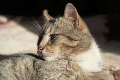 猫 猫科动物 动物 纵向 老虎 可爱 小猫 迷人 情绪 猫咪