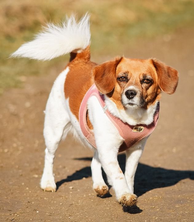 狗 宠物 户外 犬类 动物 国内动物