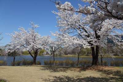 树 春天 季节 碧落 风光 湖滨公园 韩国 猫 春风景