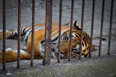 老虎 动物 捕食者 猫 动物园 大 野猫 底格里斯河