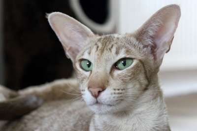 猫 棕色的 耳朵 听听 听 细心 东方短毛猫 自在 条 亲近